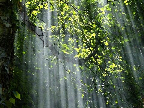 Sounds of the Forest